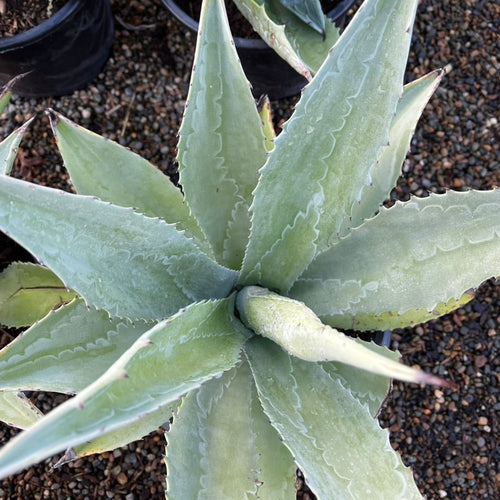 large agave succulents Century Plant