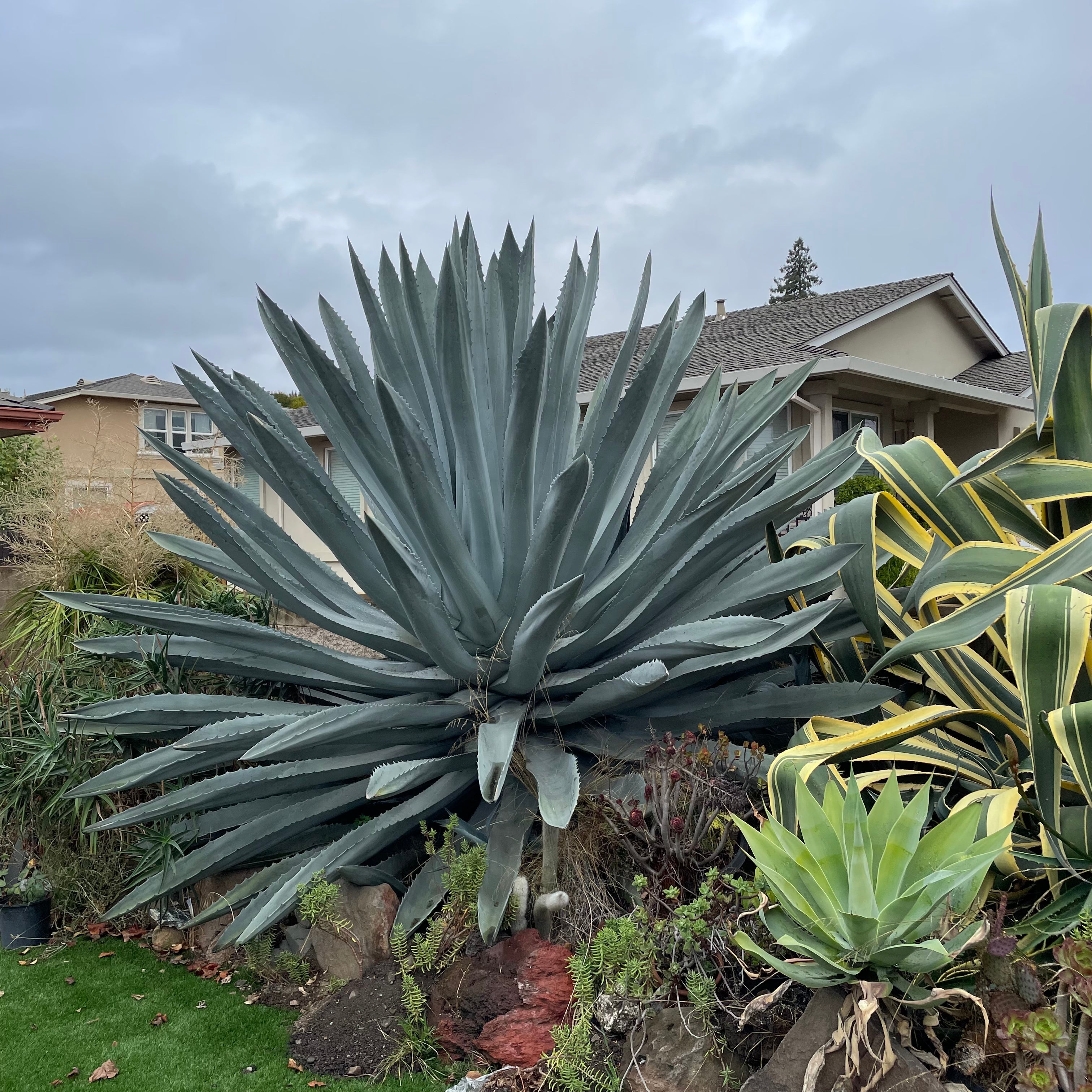 agave plant succulent Century Plant