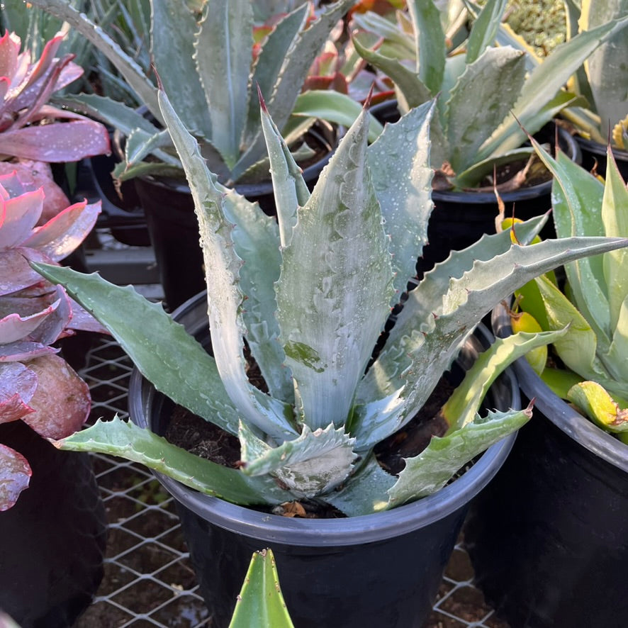 is agave a succulent Century Plant