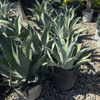 Century Plant