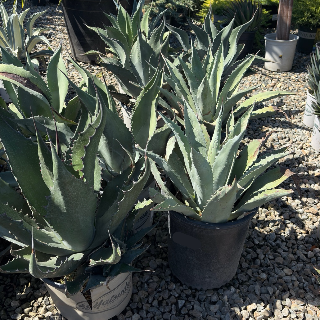Century Plant