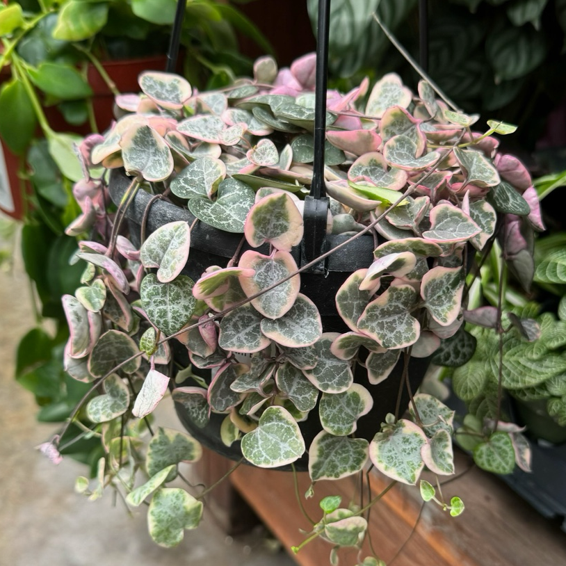ceropegia succulents Ceropegia Woodii