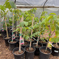 5 gallon potted Chaffey Cherimoya tree