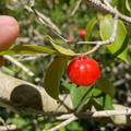 Chamba Surinman Cherry