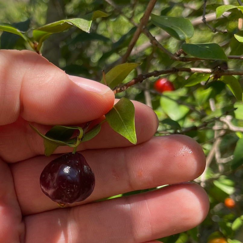 Chamba Surinman Cherry