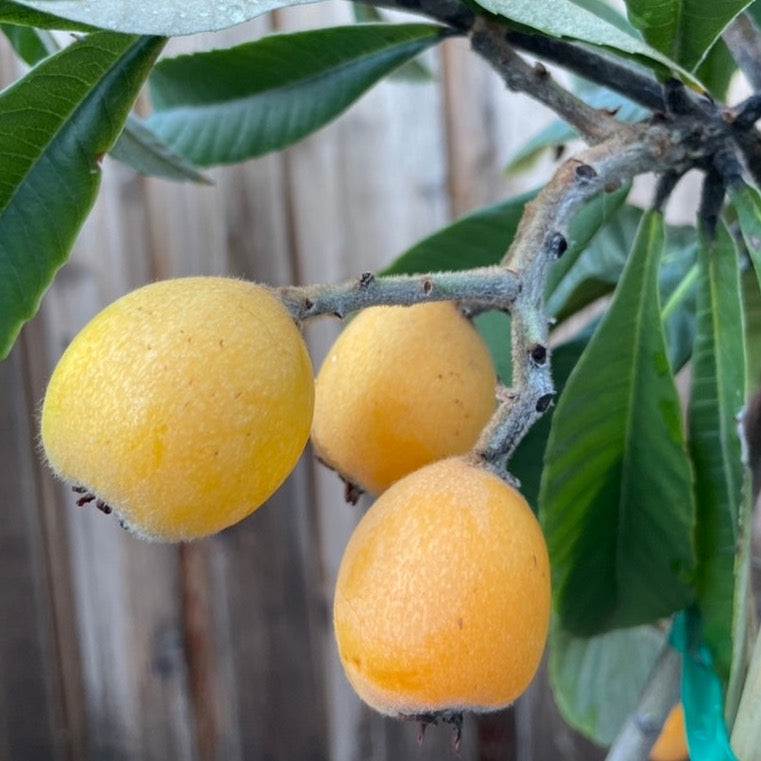 Three yellow fruits on Champagne Loquat with green leaves against a blurred background