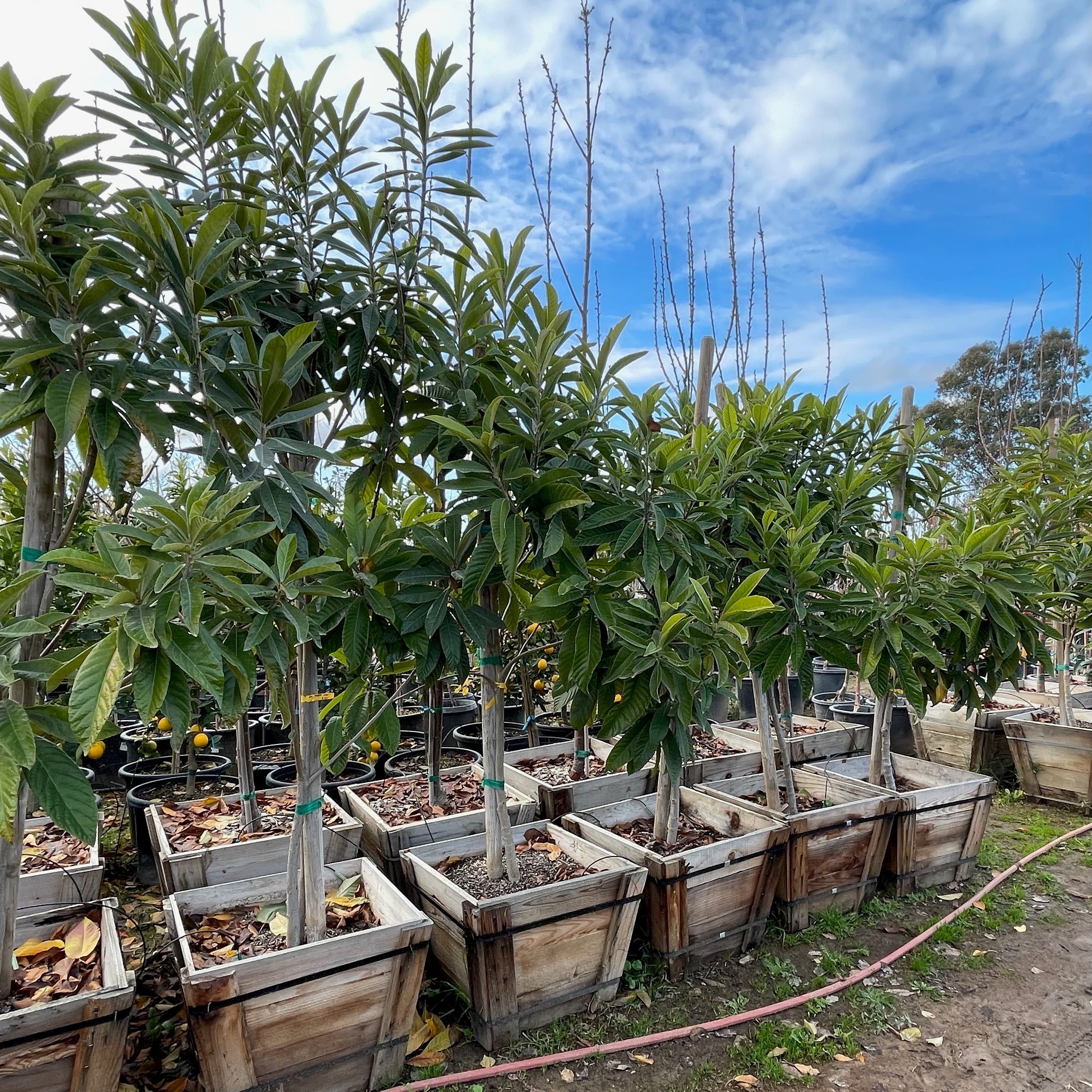 Row of potted Champagne Loquat  trees in a garden setting with a blue sky.