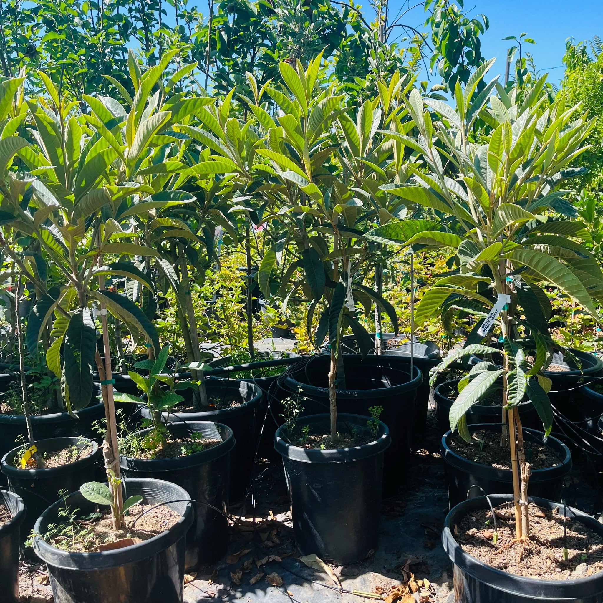 Row of potted Champagne Loquat plants in a garden setting