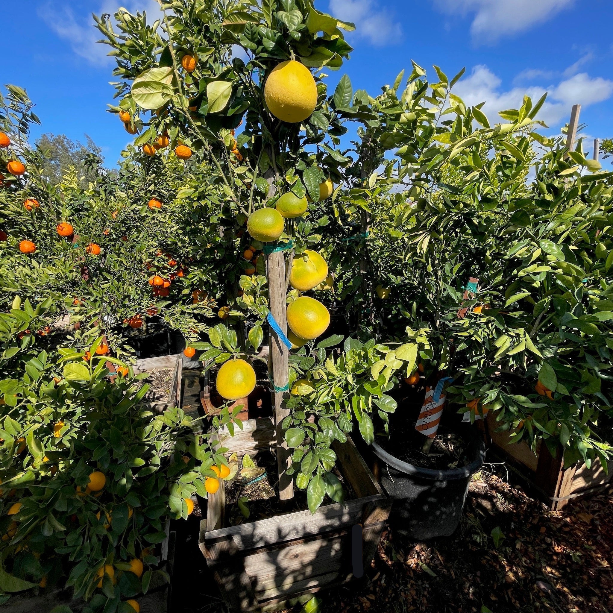 bonsai pomelo tree Chandler Pomelo Tree