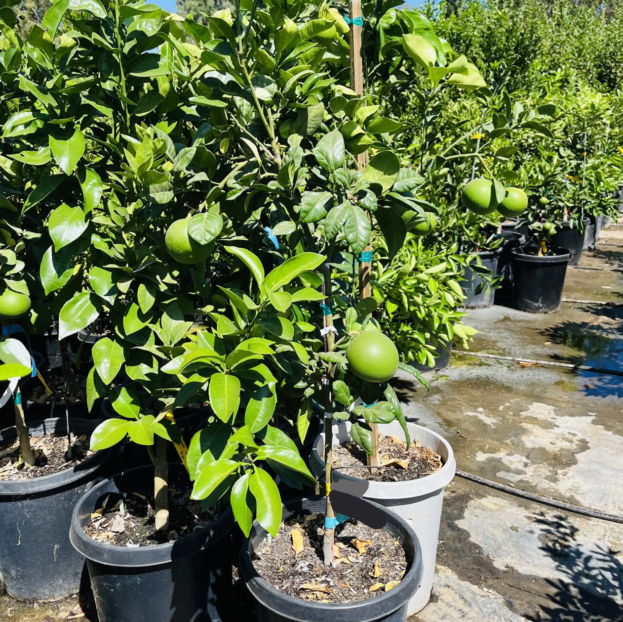 pomelo plant in a pot Chandler Pomelo Tree