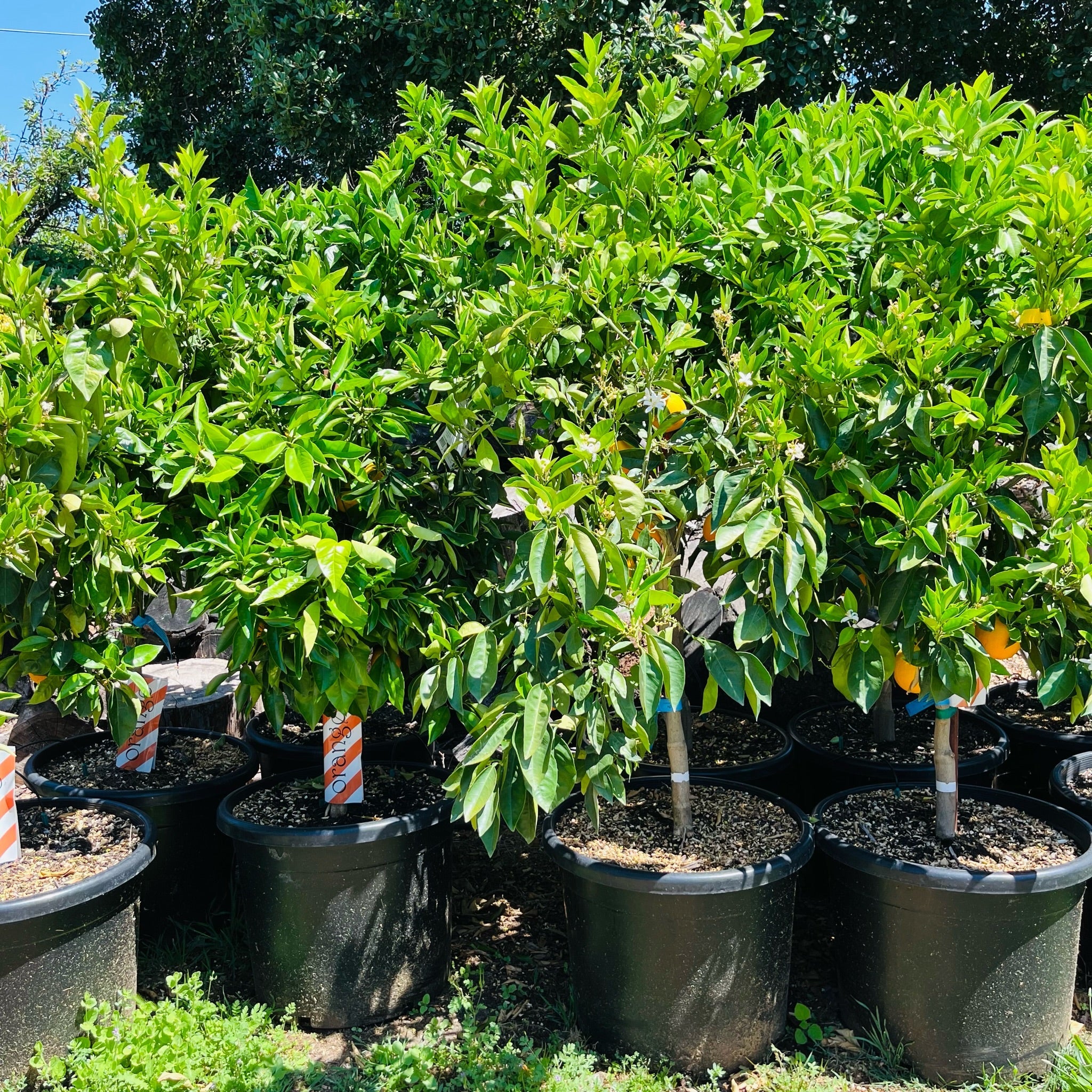 pomelo plant in a pot Chandler Pomelo Tree
