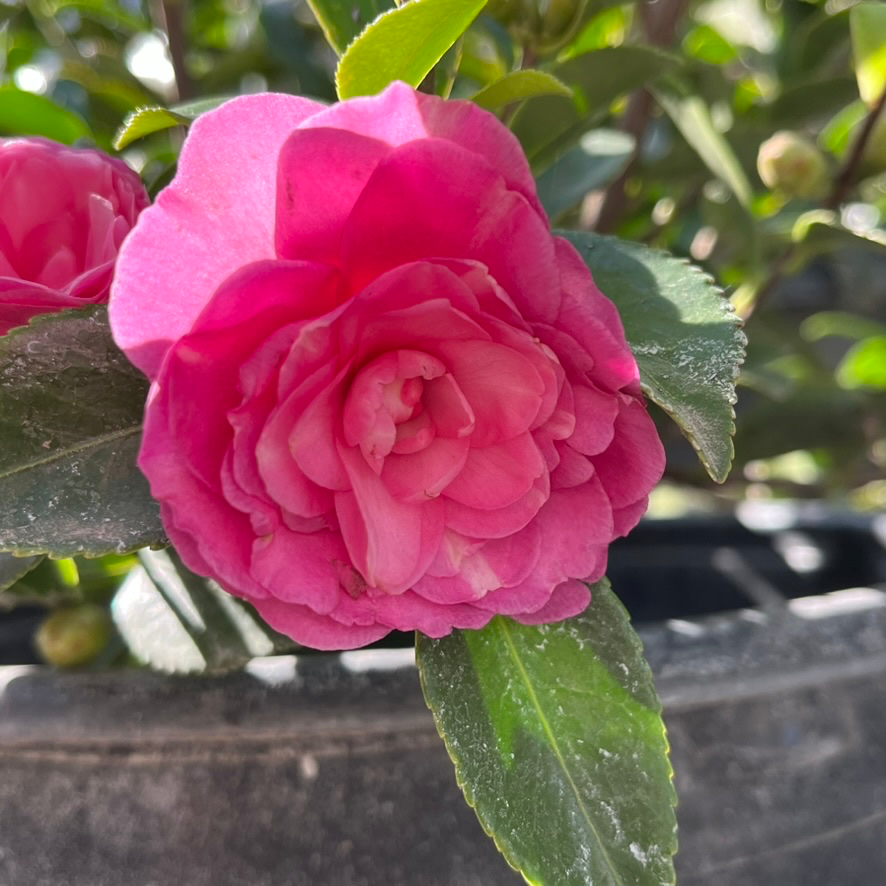 Chansonette Camellia