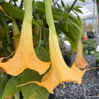 Charles Grimaldi Angel's Trumpet