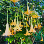Charles Grimaldi Angel's Trumpet