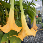 Charles Grimaldi Angel's Trumpet
