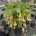 Charles Grimaldi Angel's Trumpet