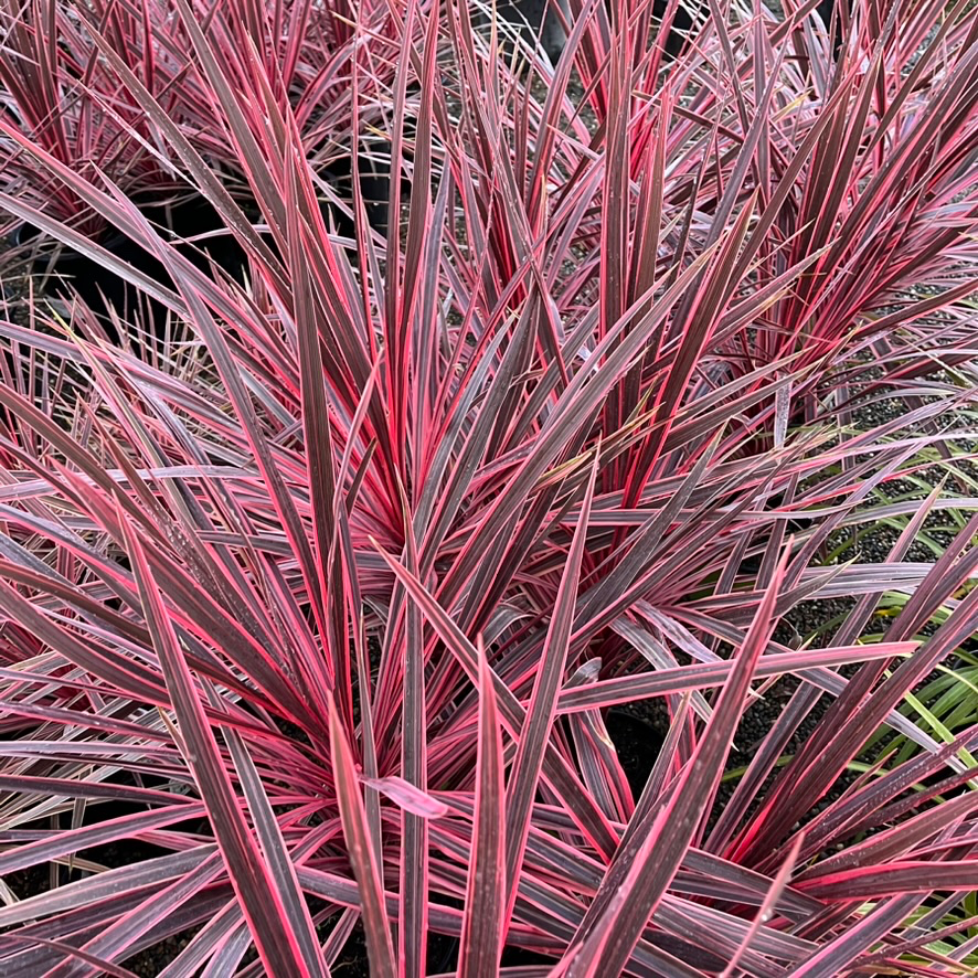 Charlie Boy Cordyline