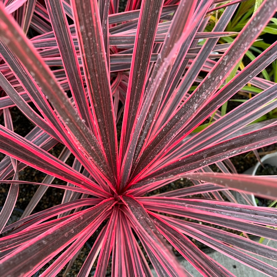 Charlie Boy Cordyline