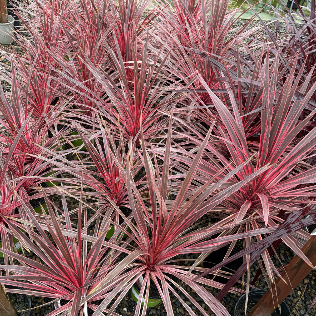 Charlie Boy Cordyline