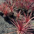 Charlie Boy Cordyline