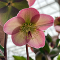 Charmer Frostkiss Hellebore