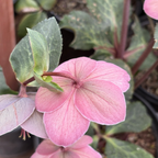 Charmer Frostkiss Hellebore