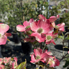 Cherokee Brave Flowering Dogwood