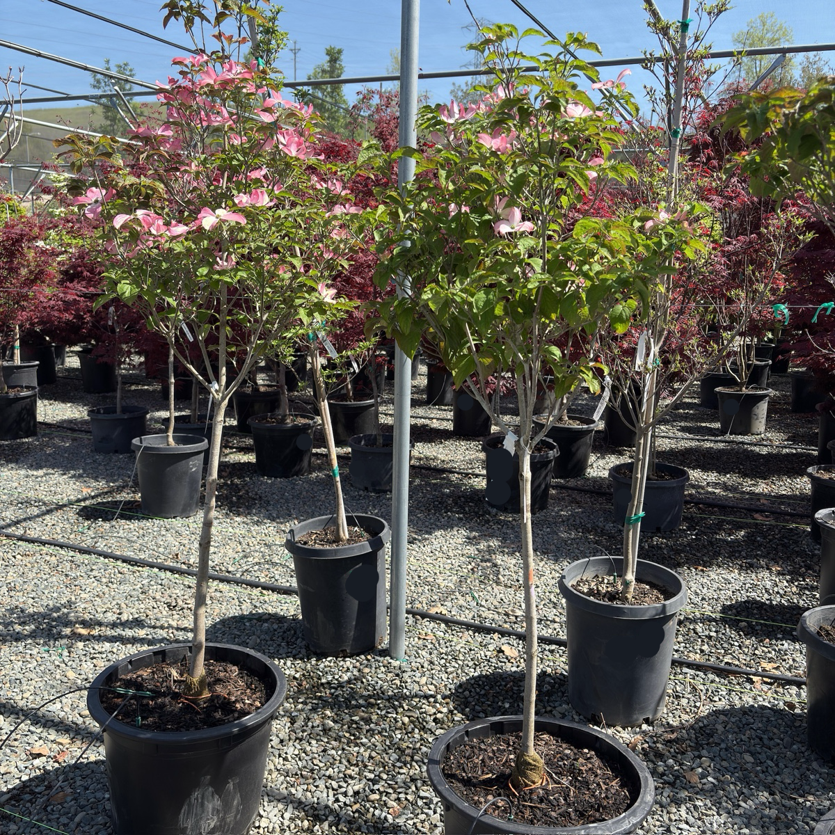 Cherokee Brave Flowering Dogwood
