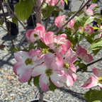 Cherokee Brave Flowering Dogwood
