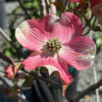 Cherokee Brave Flowering Dogwood