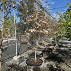 Cherokee Brave Flowering Dogwood