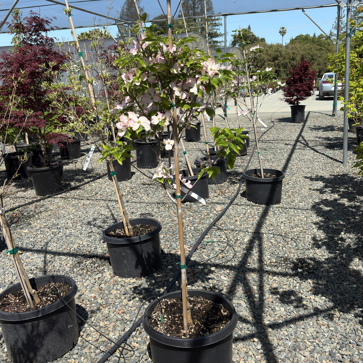 Cherokee Brave Flowering Dogwood