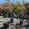 Cherokee Brave Flowering Dogwood
