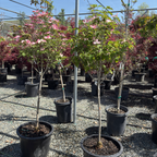 Cherokee Brave Flowering Dogwood
