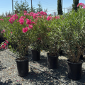 Cherry Ripe Oleander