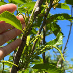 Hand holding a branch with green leaves and small yellow flowers against a blue sky of Chestnut