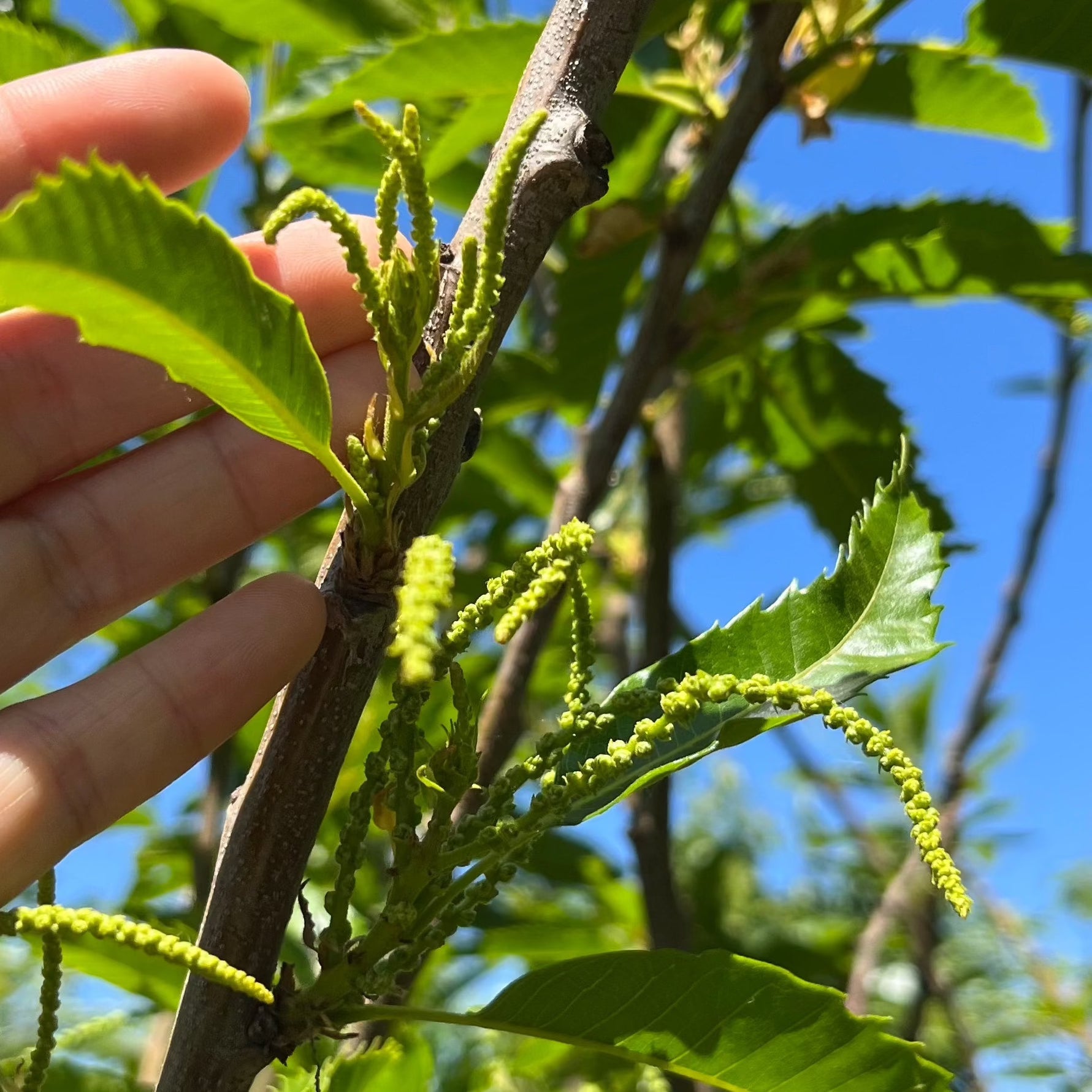 Hand holding a branch with green leaves and small yellow flowers against a blue sky of Chestnut