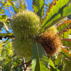 Close-up of chestnut fruits on a tree with green leaves.
