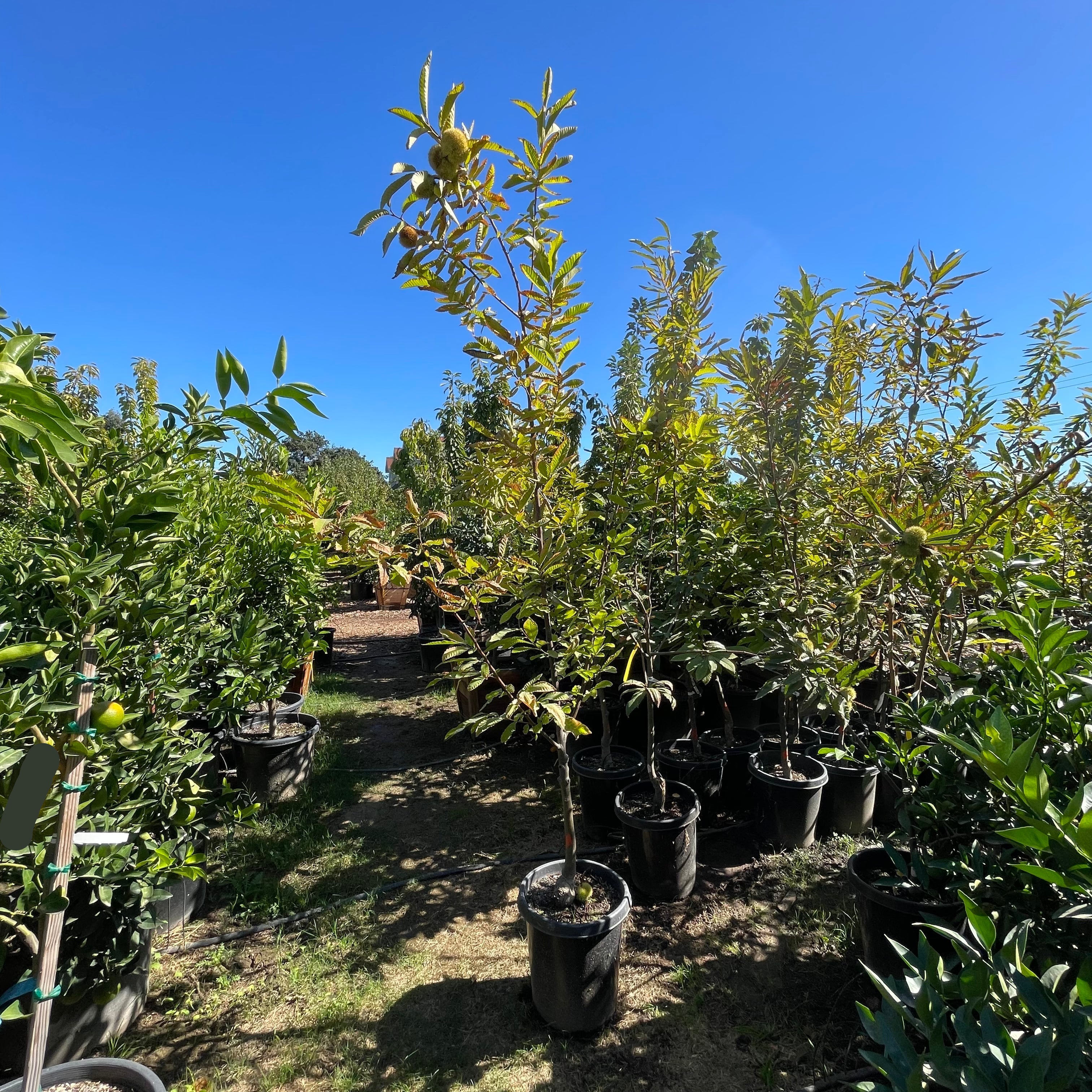 Potted Chestnut trees in victory
 nursery with a clear blue sky