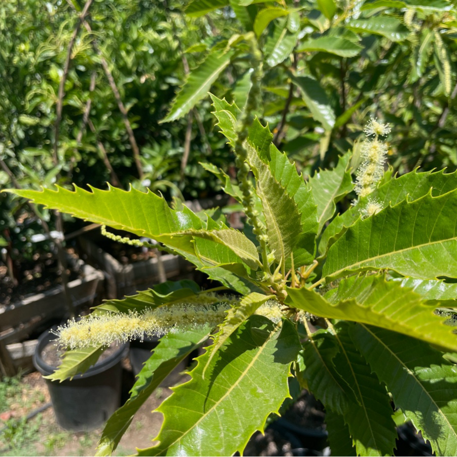 Close-up of green leaves and chestnut flowers with a blurred background
