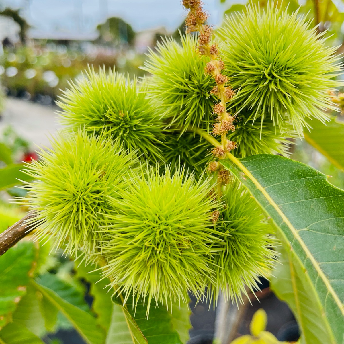 Close-up of green spiky chestnuts on a branch with blurred background