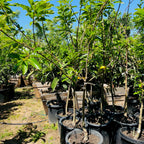 Young Chestnut trees in 15 gallon pots in a nursery setting with a clear blue sky.