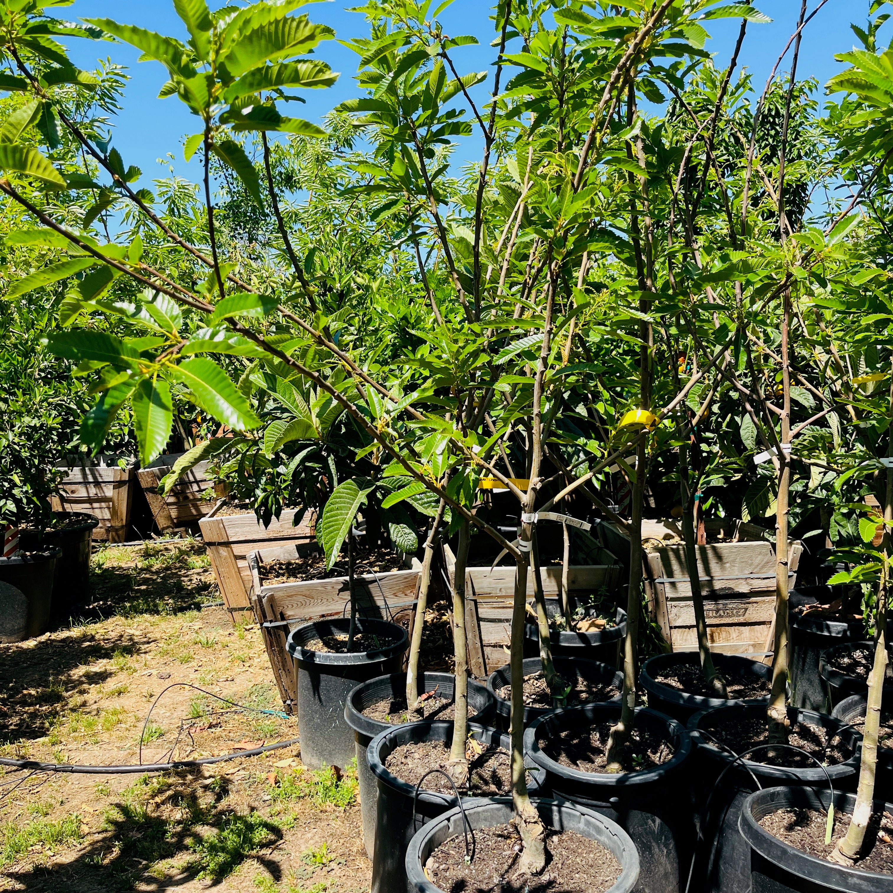 Young Chestnut trees in 15 gallon pots in a nursery setting with a clear blue sky.
