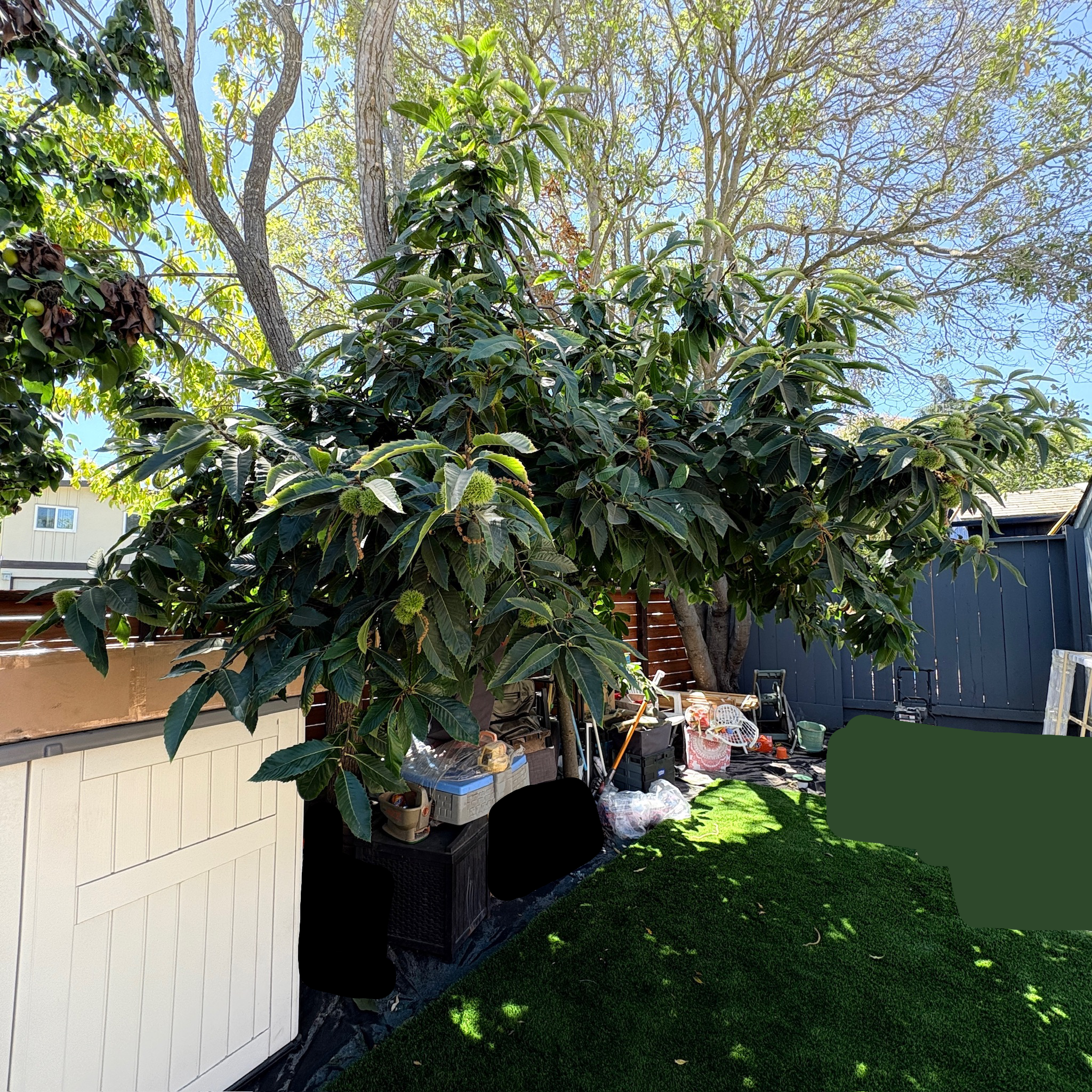 Chestnut Tree