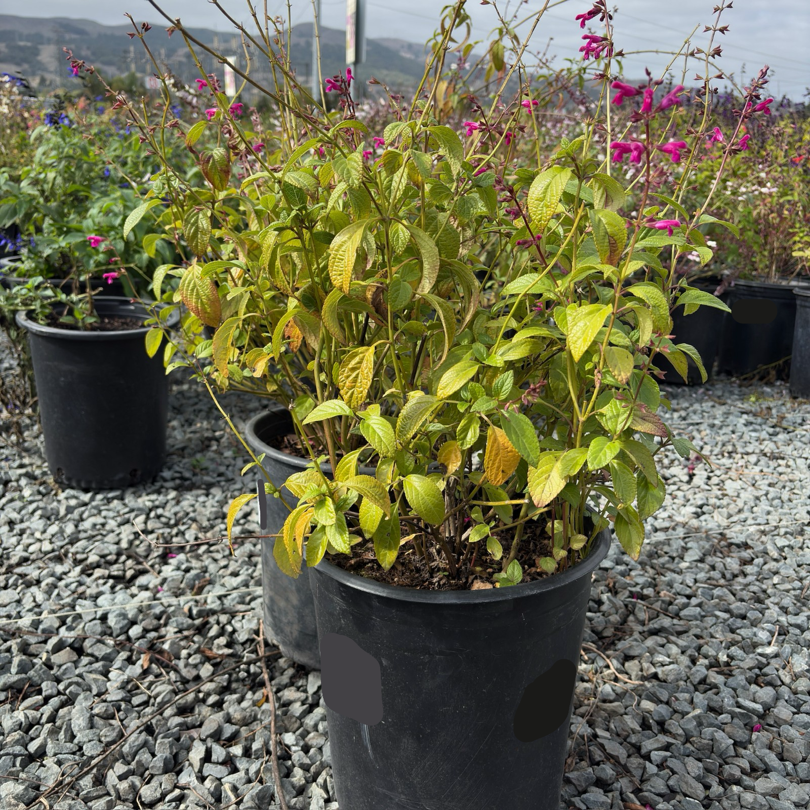 天海春香SSP 1AS/SE52-27SSP Chiapas Sage (Salvia chiapensis) | Shade-Loving Magenta-Flowering