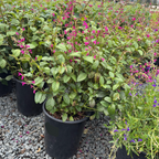 Chiapas Sage