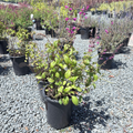 Chiapas Sage