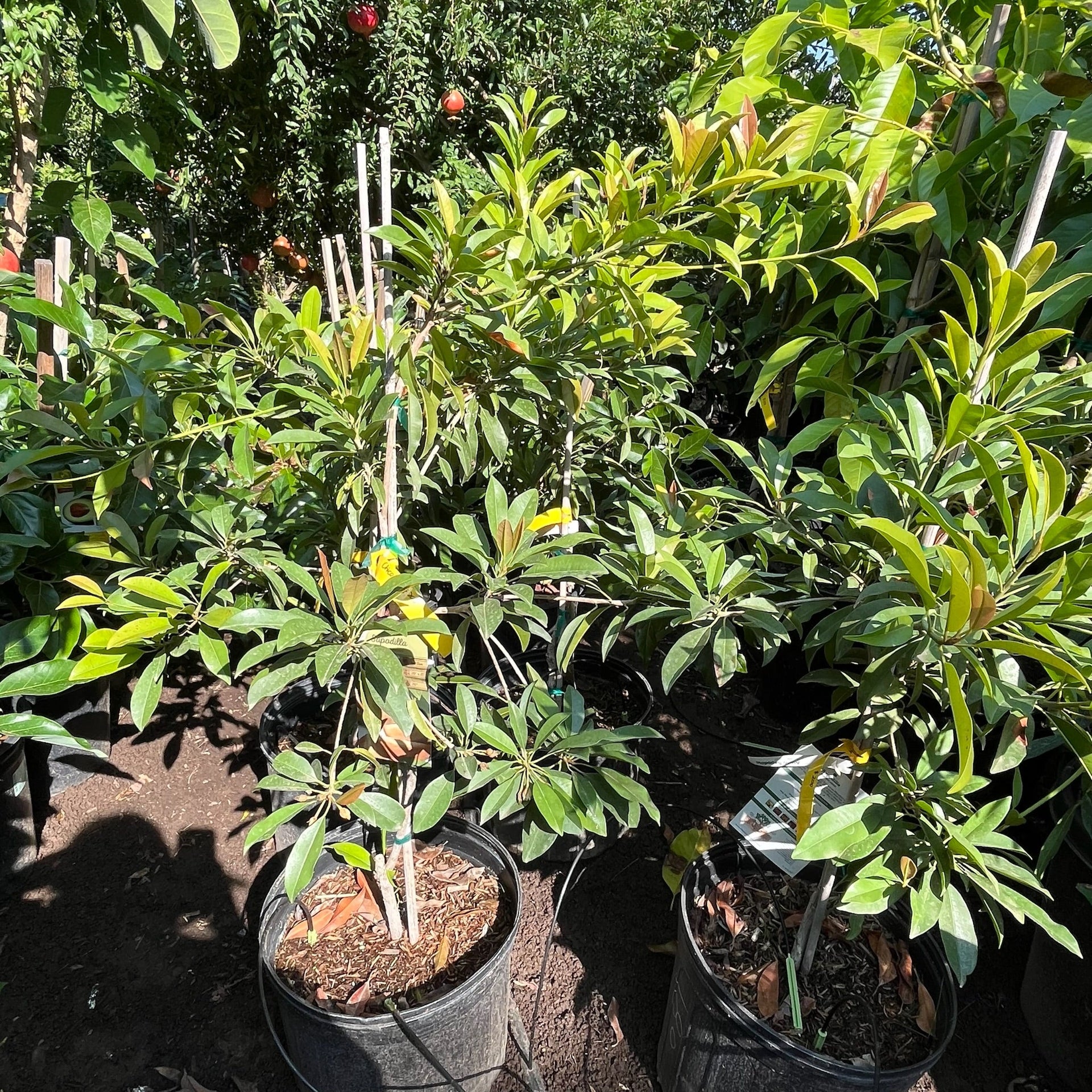 sapota plant in pot Chico Sapote Tree