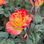 Chihuly Floribunda Rose