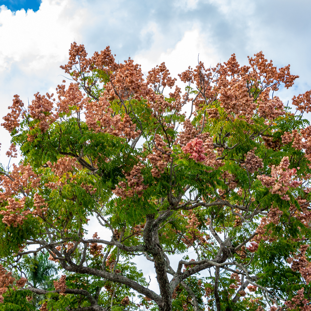 Chinese Flame Tree